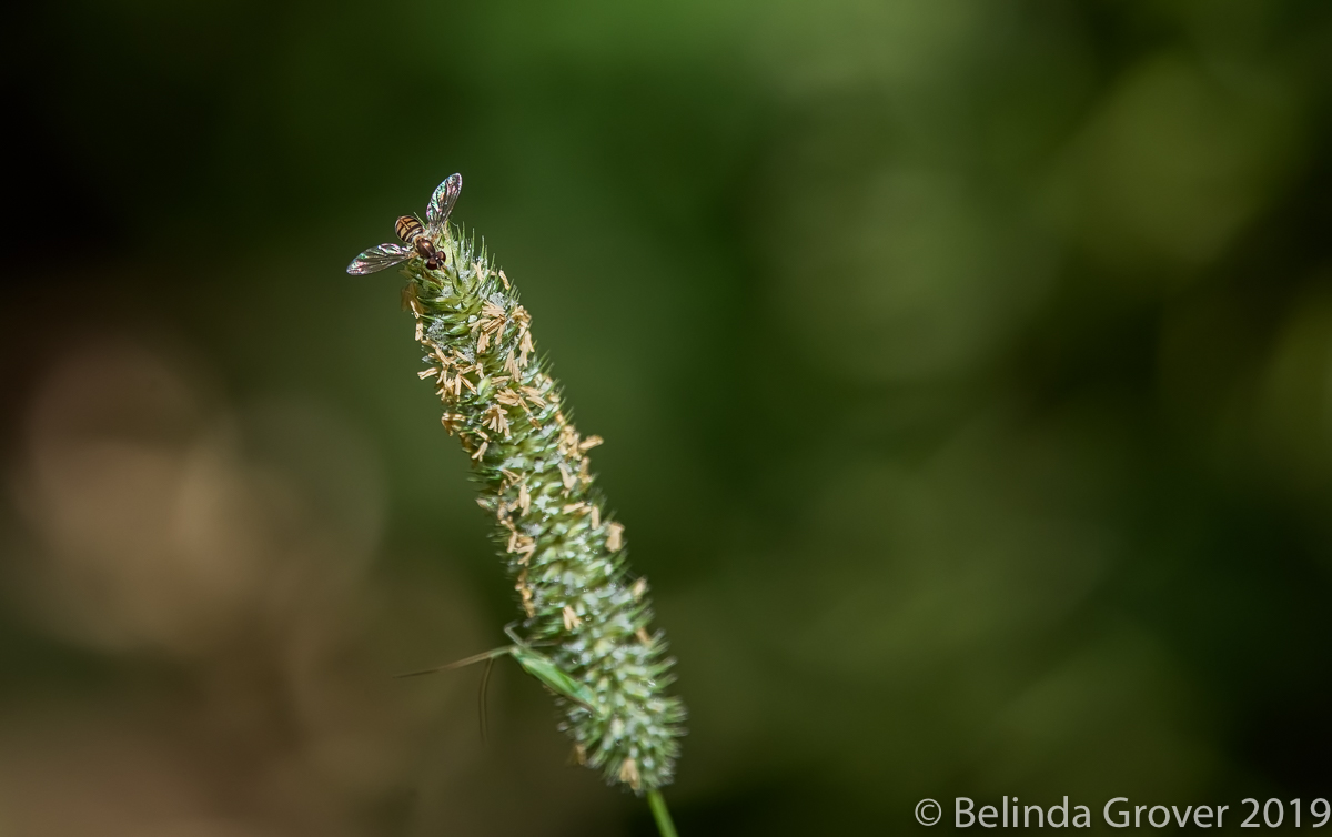 Mimic Fly