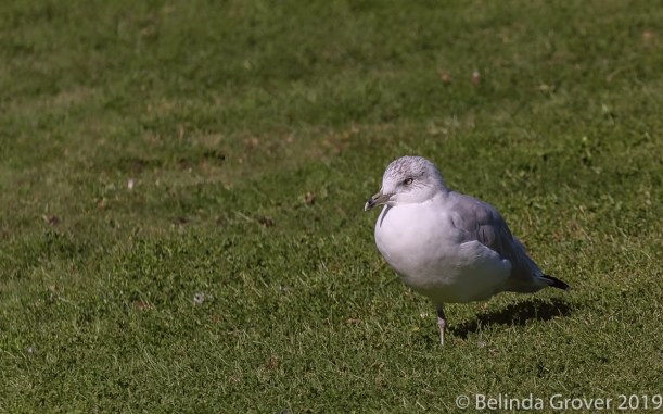 Ring billed gulls-2