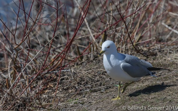 Ring billed gulls