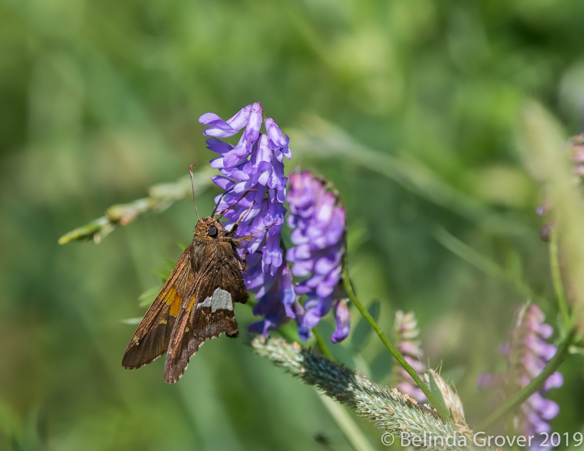 Skipper