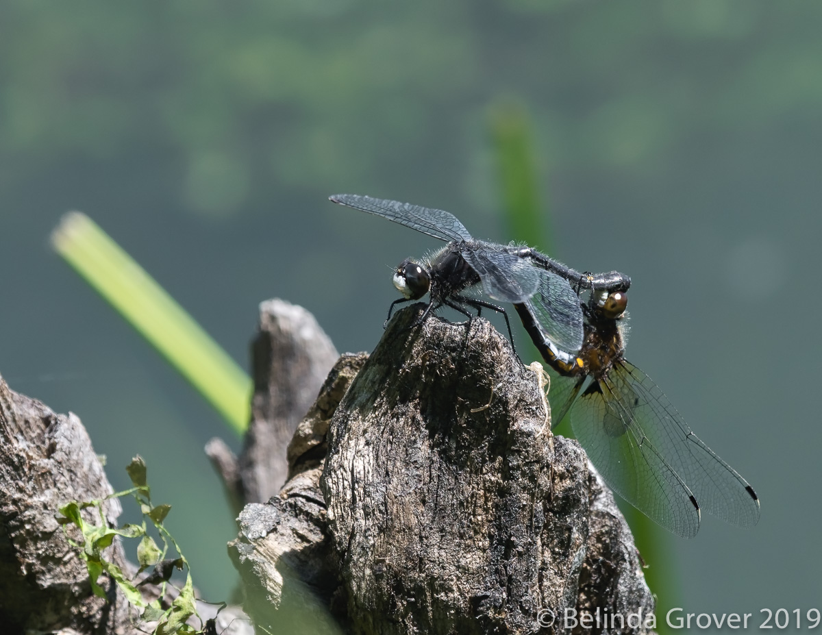 Dragonflies-2