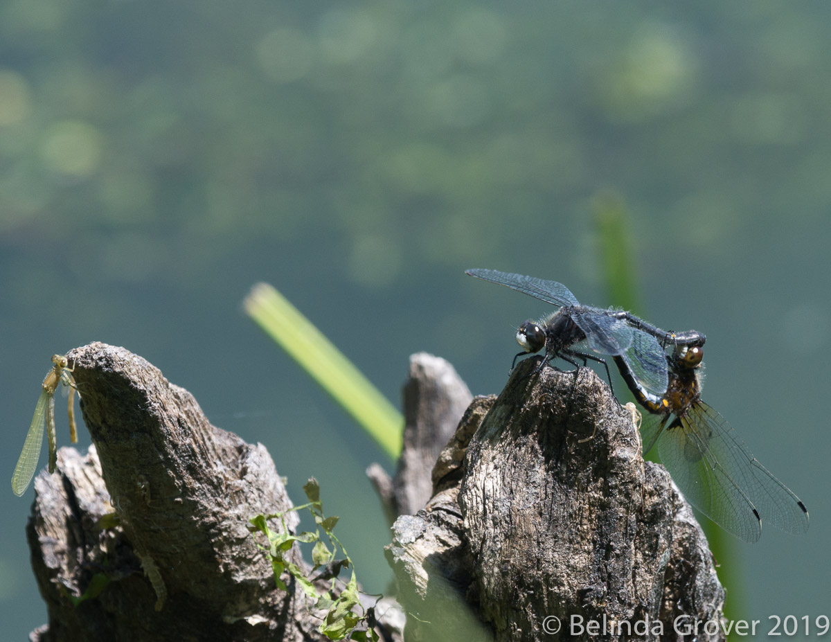 Dragonflies