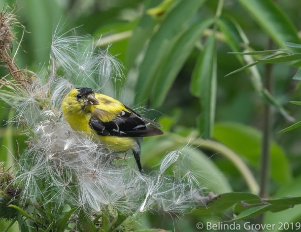 Goldfinch-2