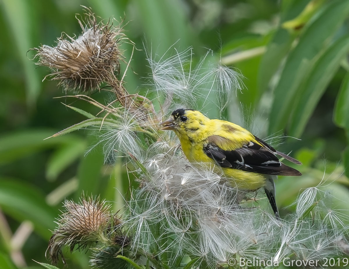 Goldfinch