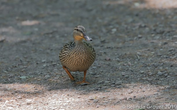 Mallard