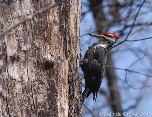 Pileated Woodpecker