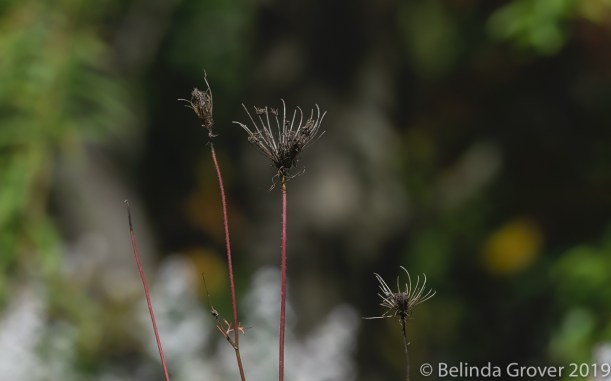 Queen Anne's Lace- 2