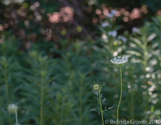 Queen Anne'sLace
