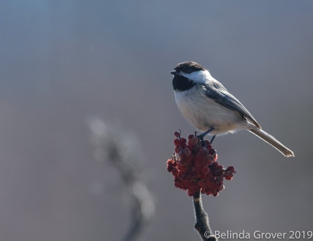 Chickadee