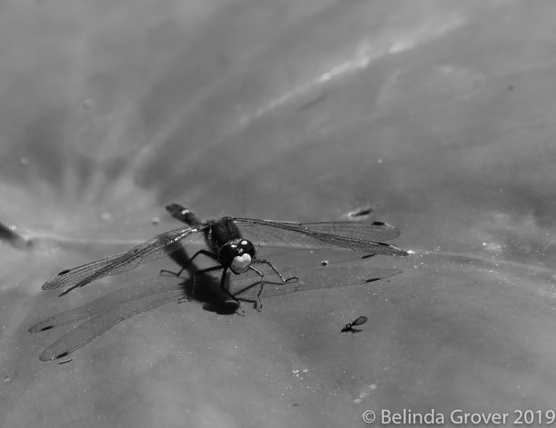 Dragonflies-2