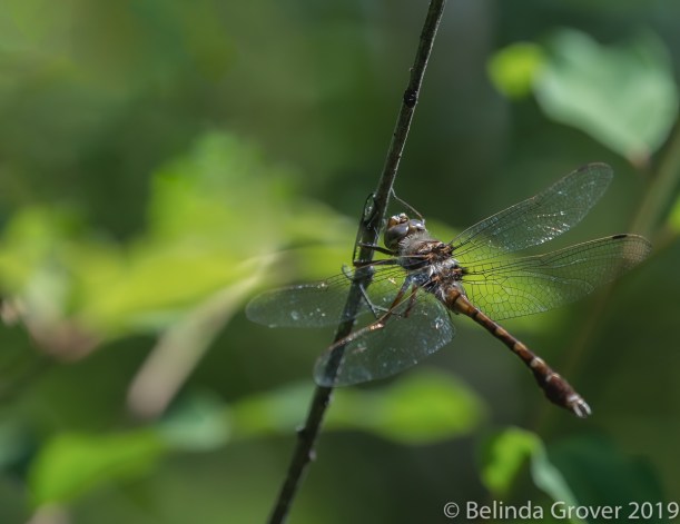 Dragonflies-3