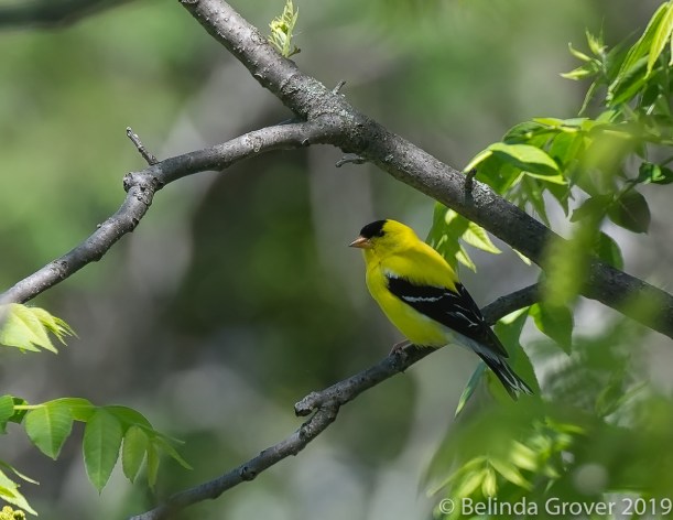 Goldfinch 2