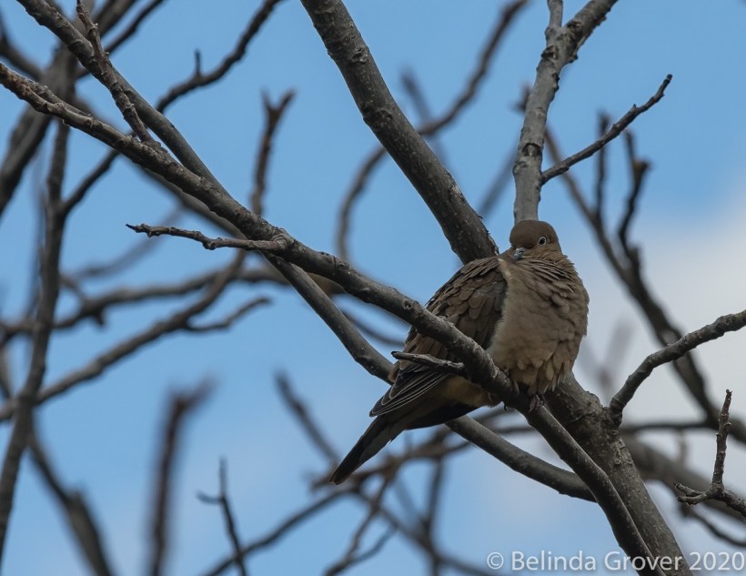 Mourning Dove