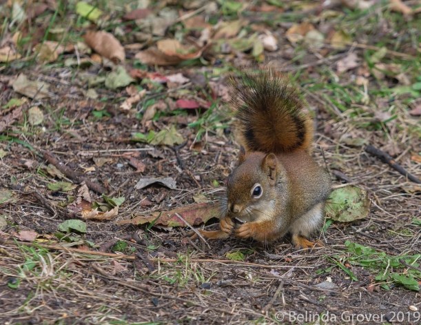 Red Squirrel