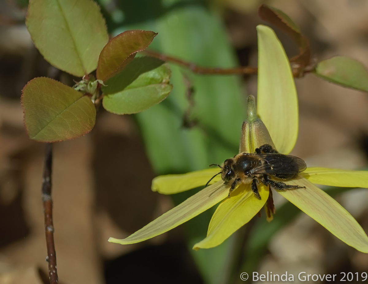Spring bee