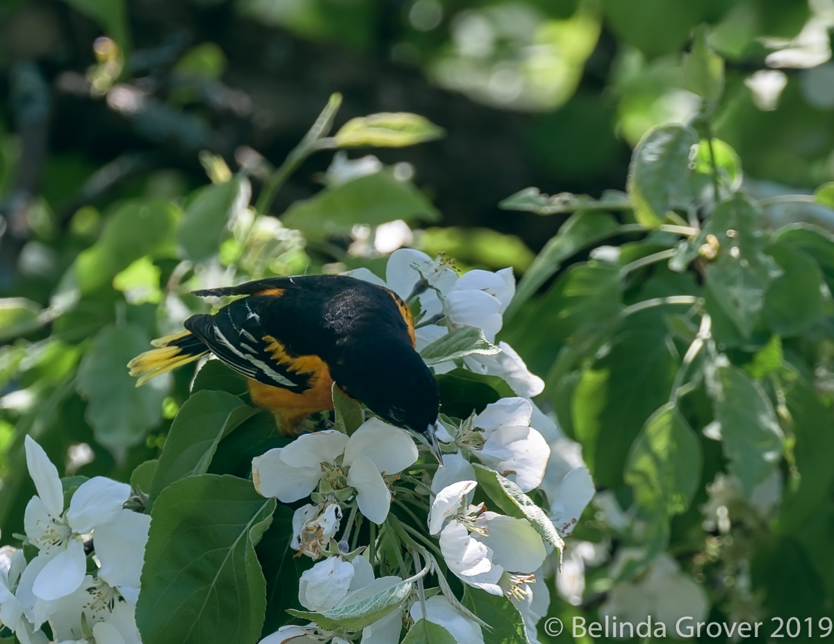 Baltimore Oriole-2