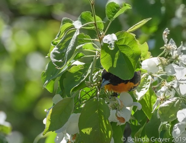Baltimore Oriole