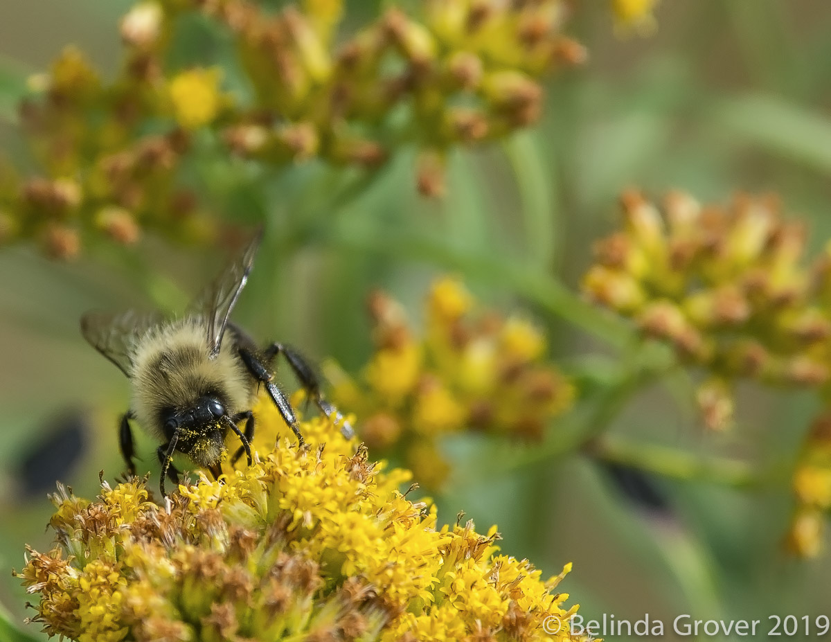 Bee