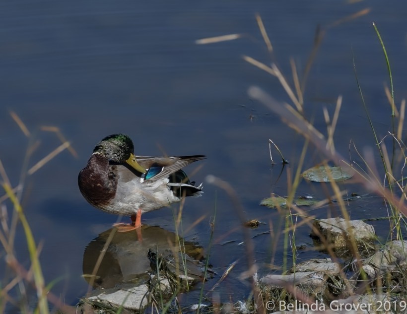 Mallard on rock