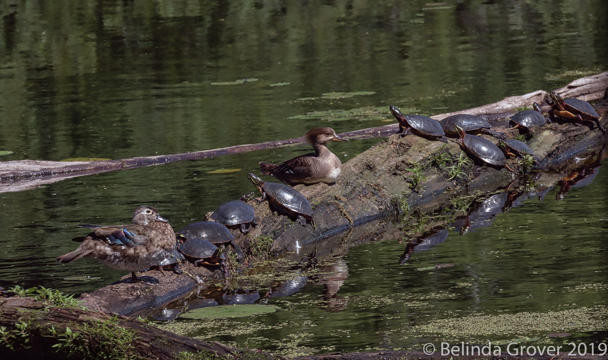 Merganser & turtles