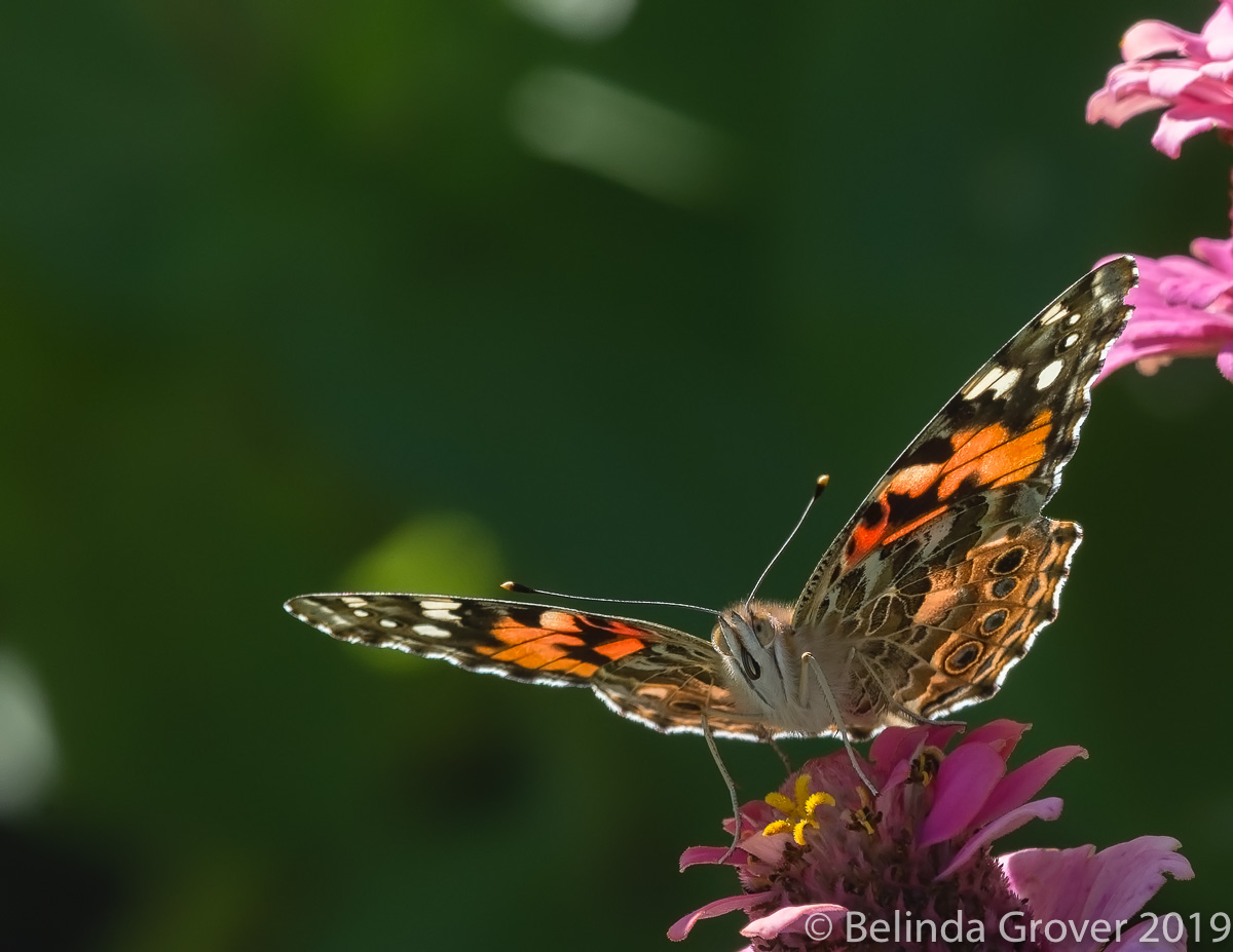 Painted Ladies - 2-2