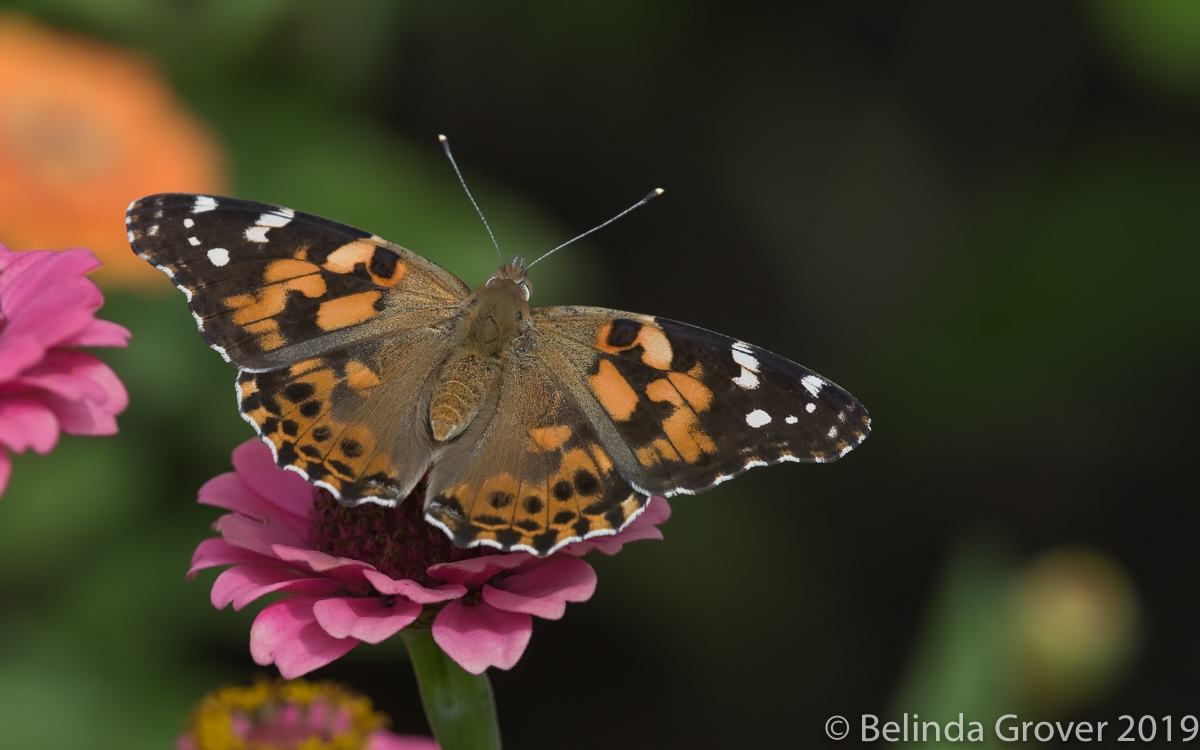 Painted Ladies-2