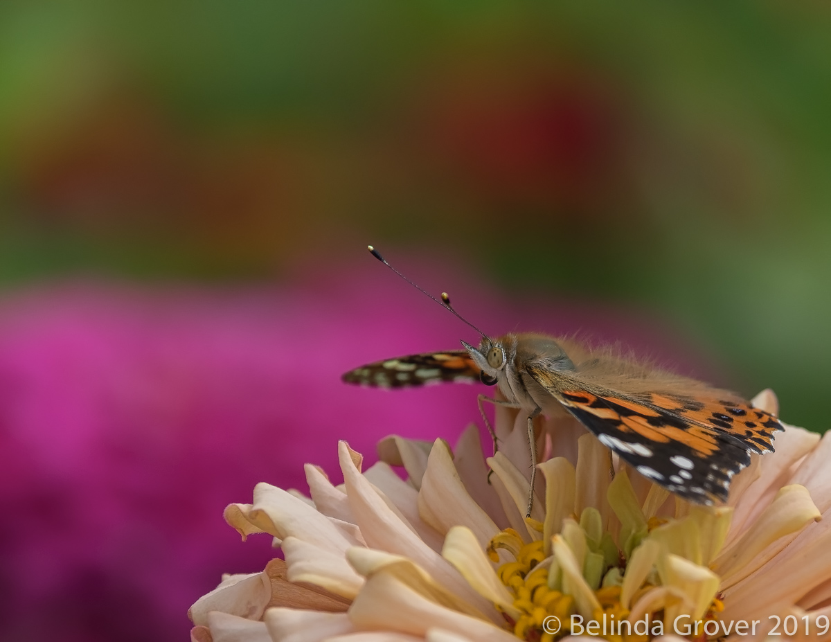 Painted Ladies
