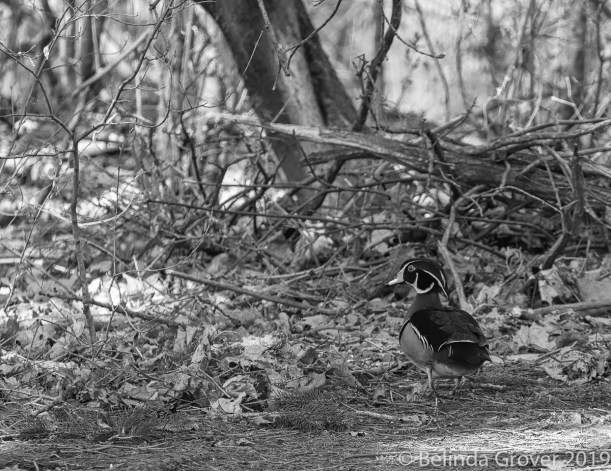 Wood duck 2