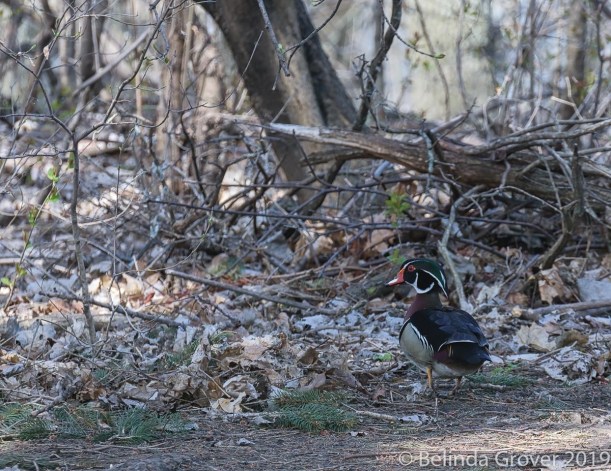 Wood duck
