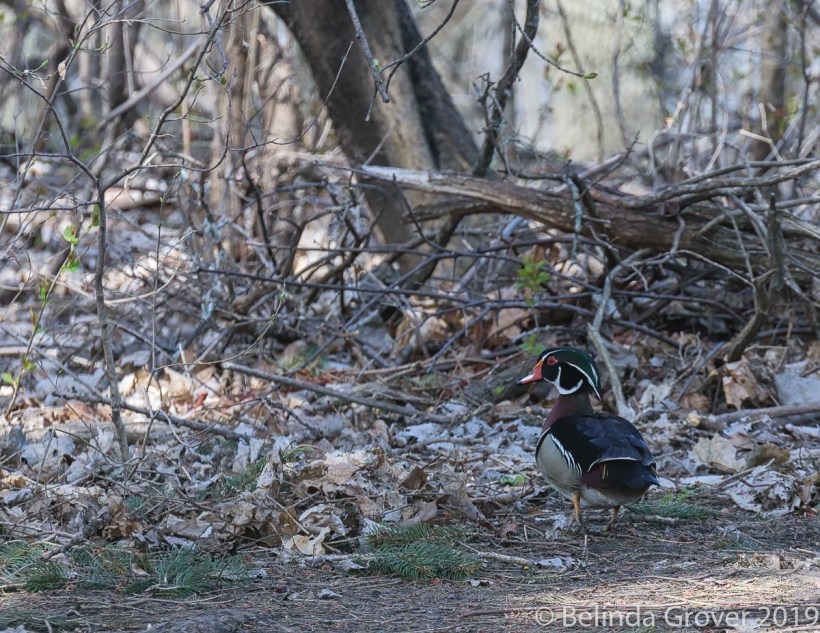 Wood duck