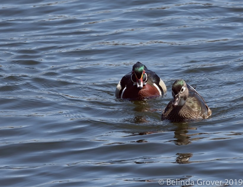 Wood Ducks