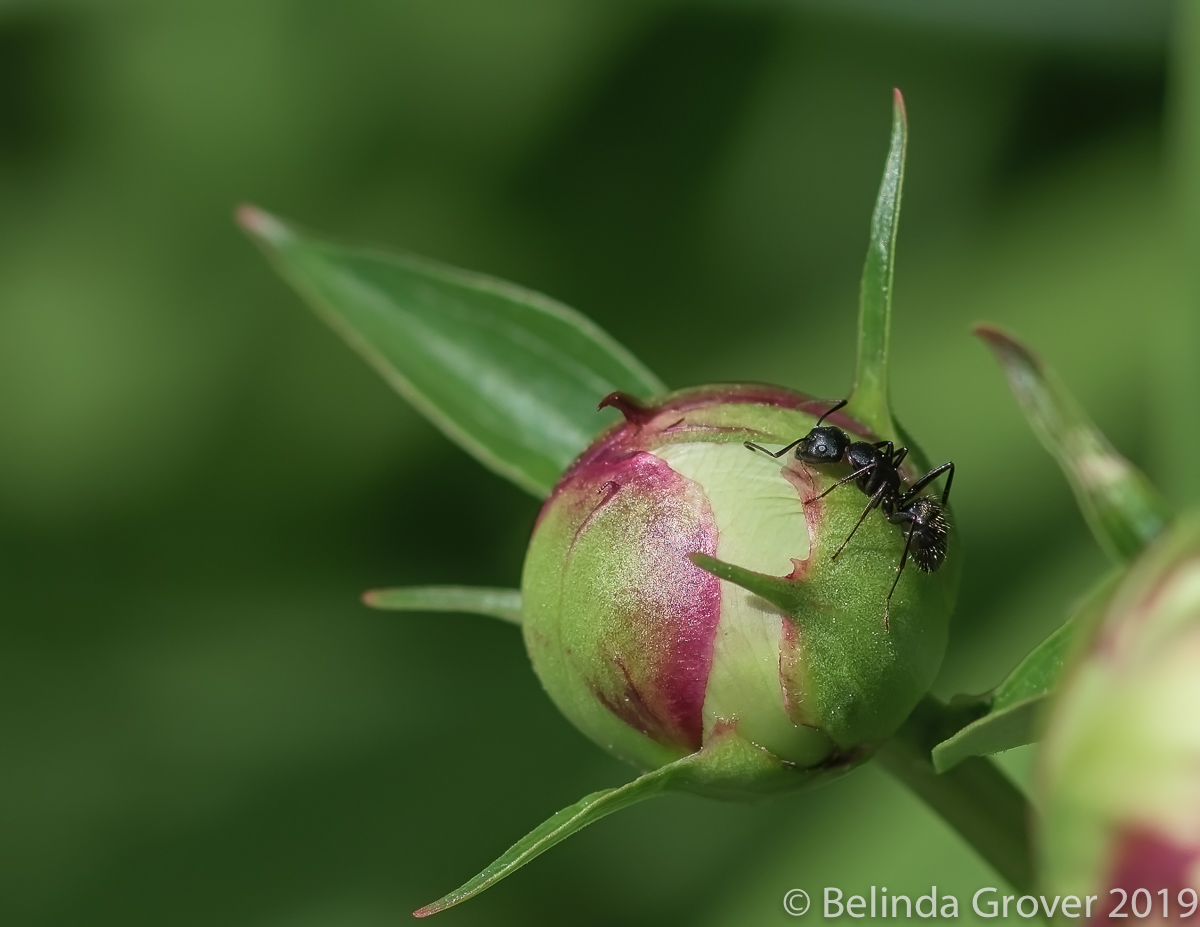 Ant on Peony