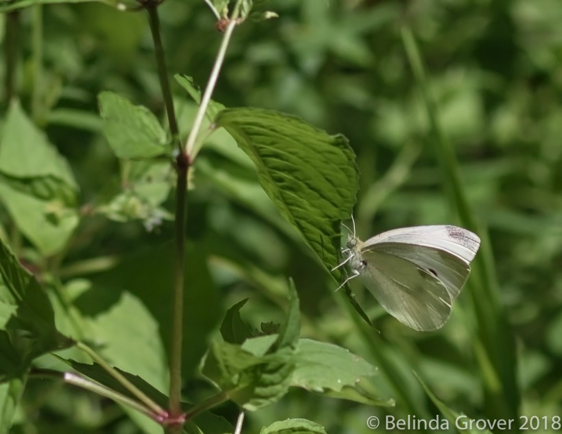 Cabbage Whites