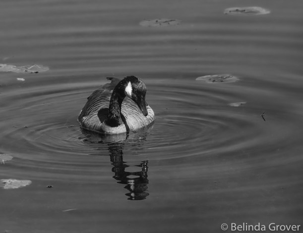 Canada Goose-2
