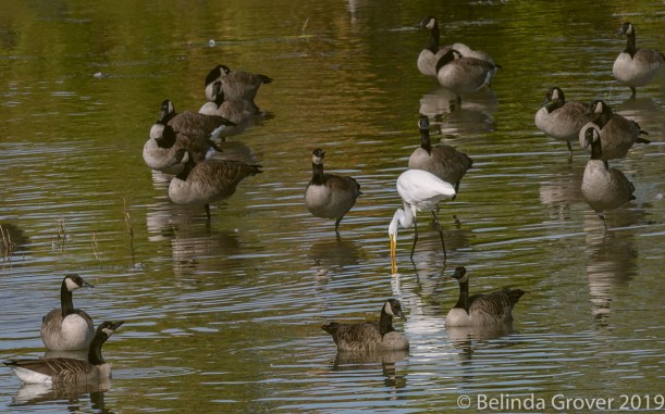 Egret and geese