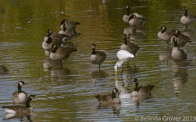 Egret and geese