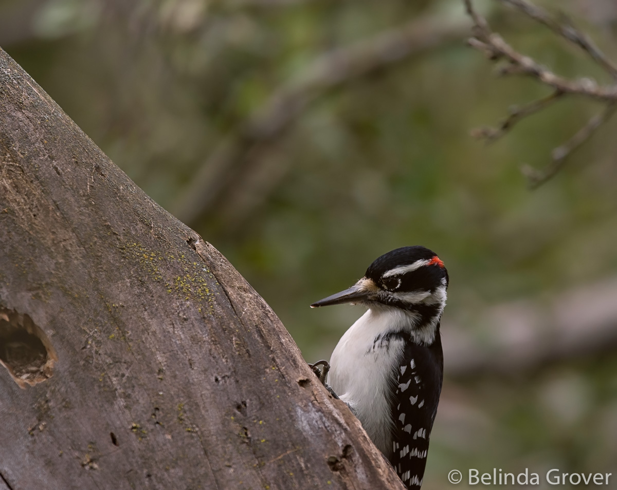 Hairy WOODPECKER