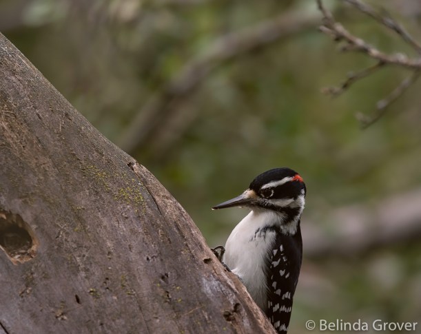 Hairy WOODPECKER