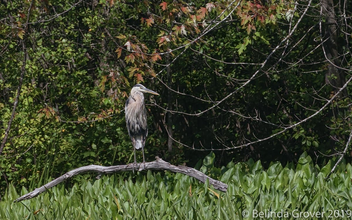 Heron