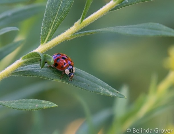 Lady Bugs-2