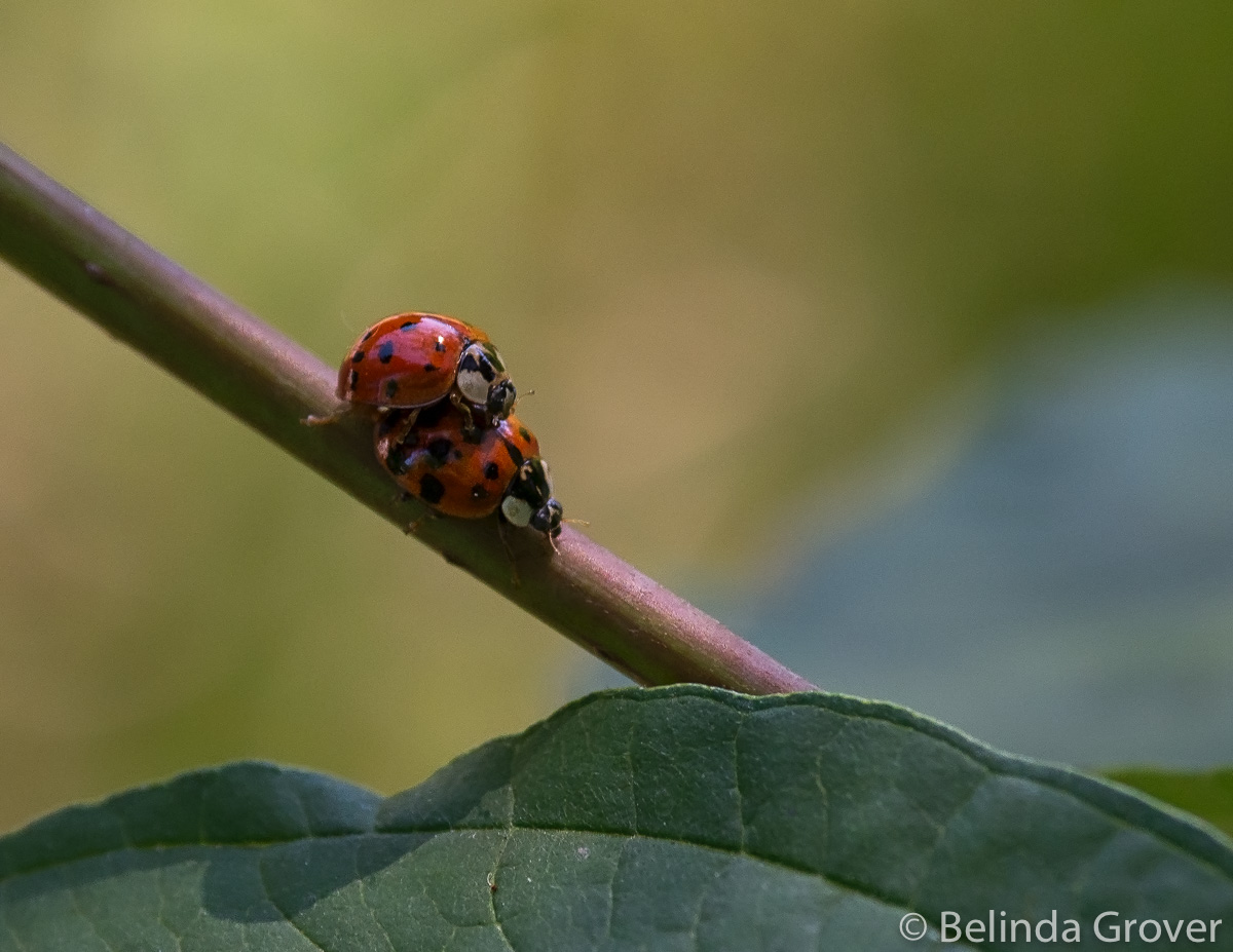 Lady Bugs