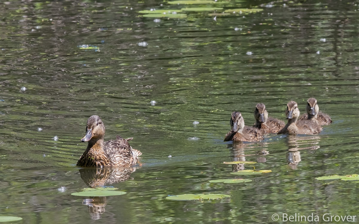 Mallard Swim