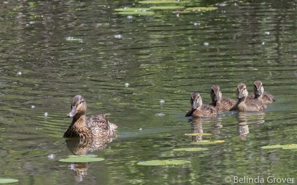Mallard Swim