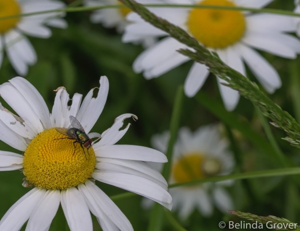 Daisy and Fly