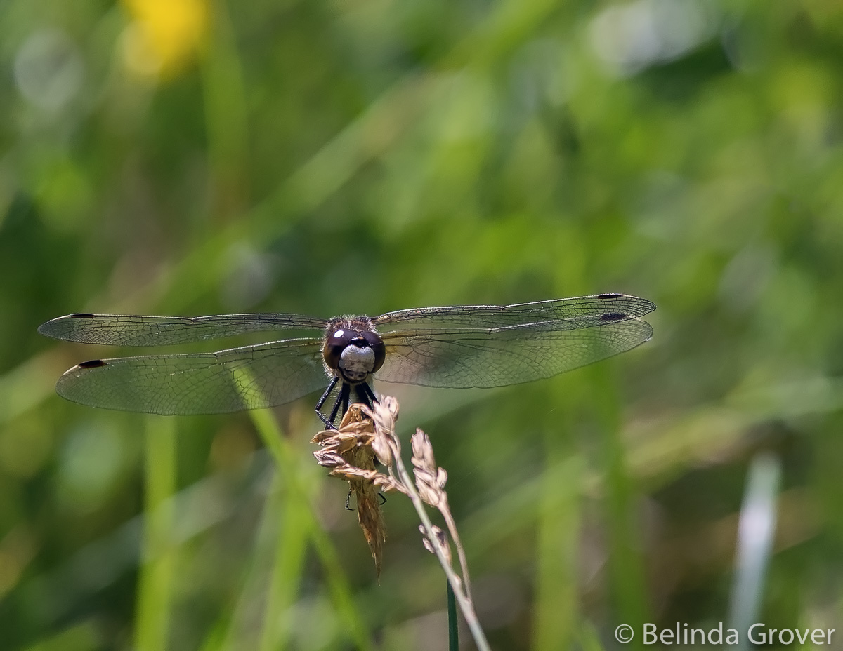 Dragonfly 2.jpg