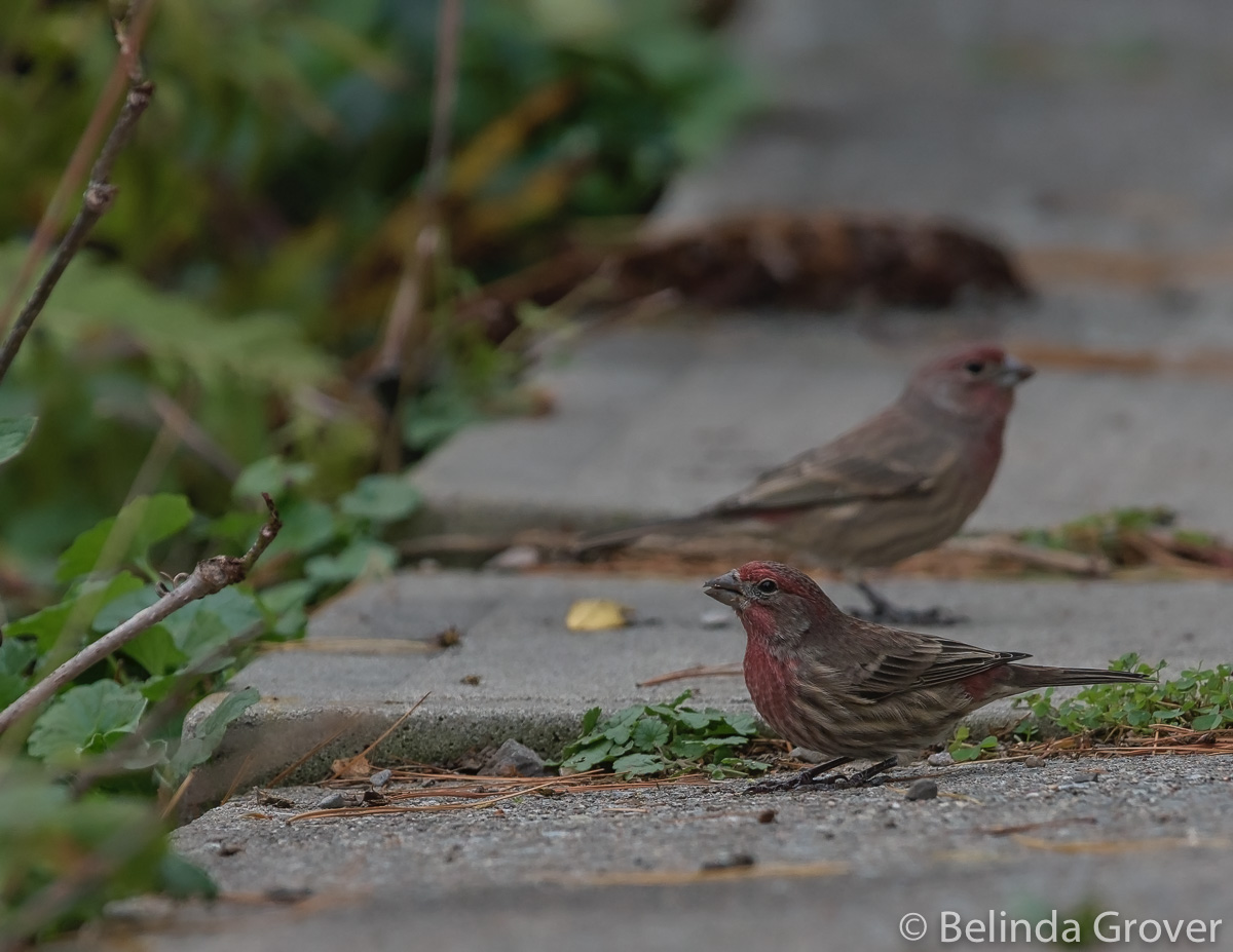 House Finch