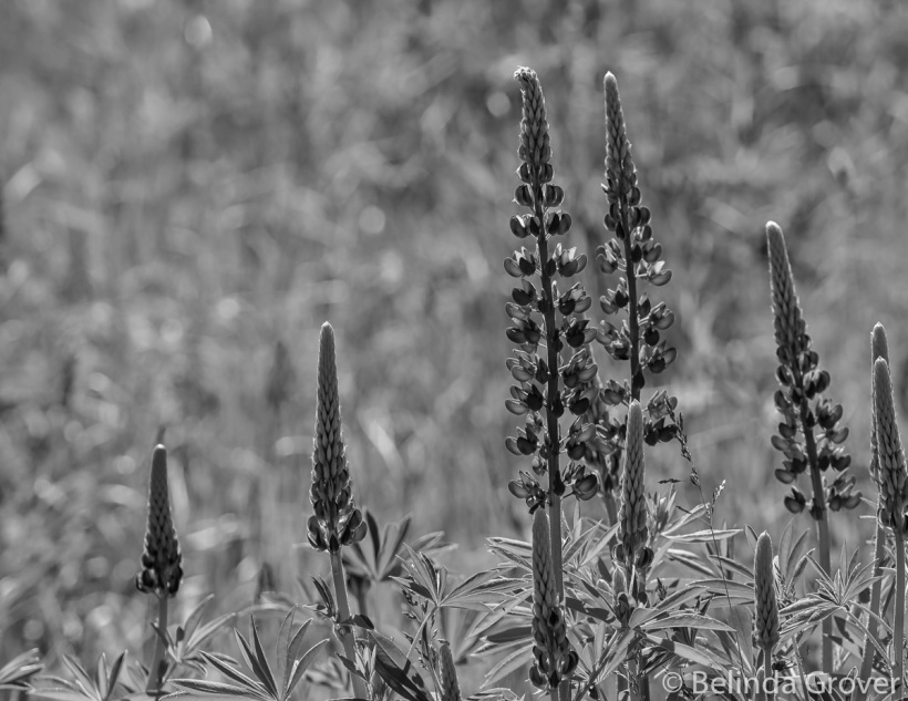 Lupines-2