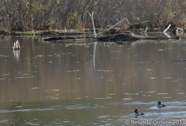 Ringbilled duck 1