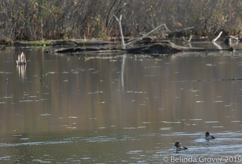 Ringbilled duck 1