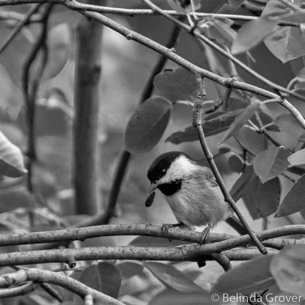 Black-capped Chickadee 2